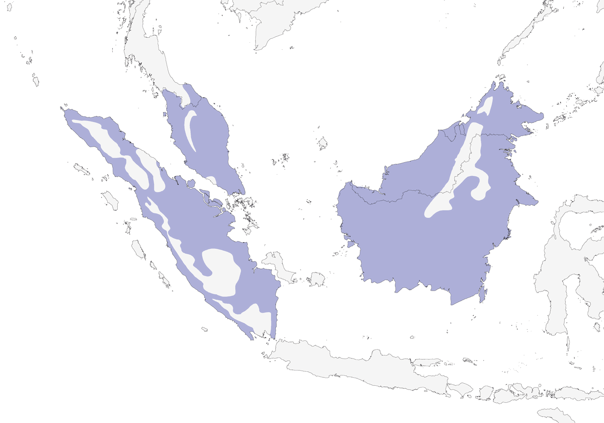 Rufous-tailed Shama, Distribution 1