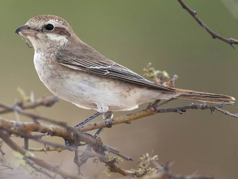 Rotschwanzwürger - Lanius phoenicuroides