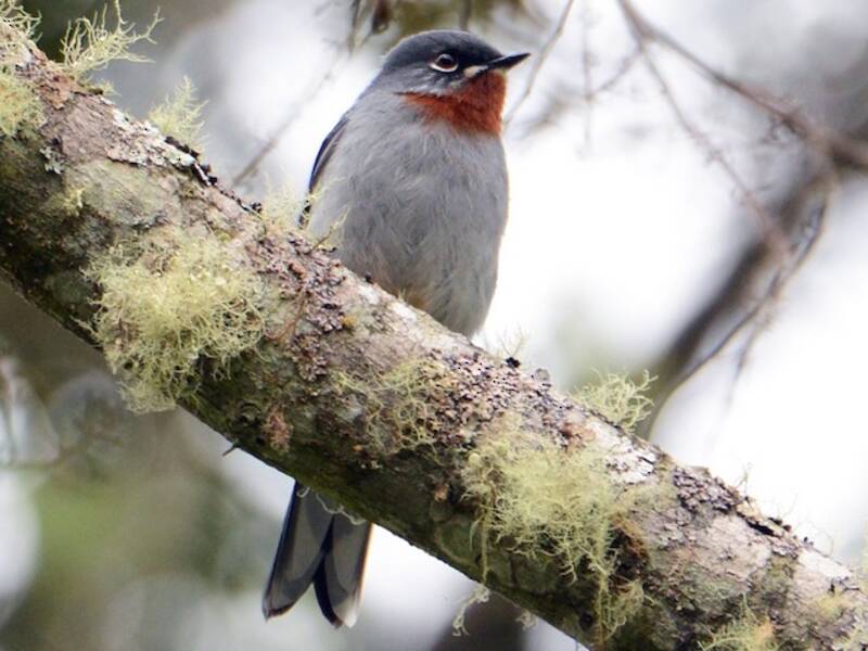 Solitario Gargantirrufo