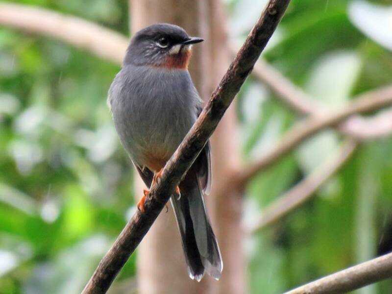 Solitario Gargantirrufo, Fotos 3