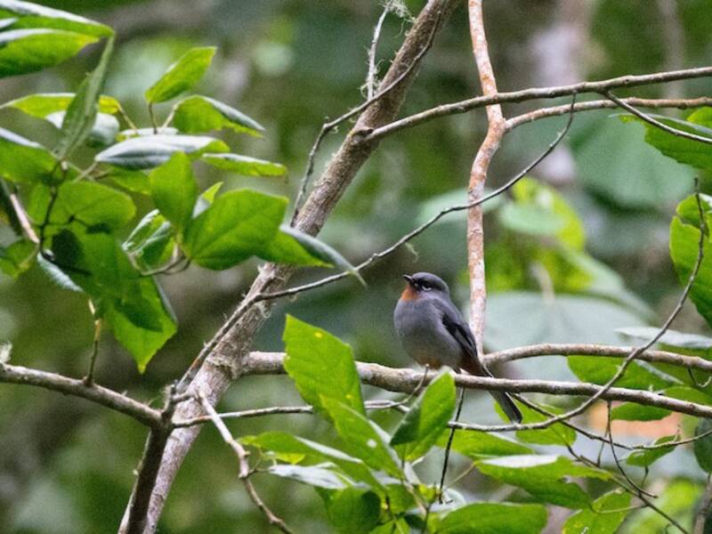 Solitario Gargantirrufo, Fotos 4
