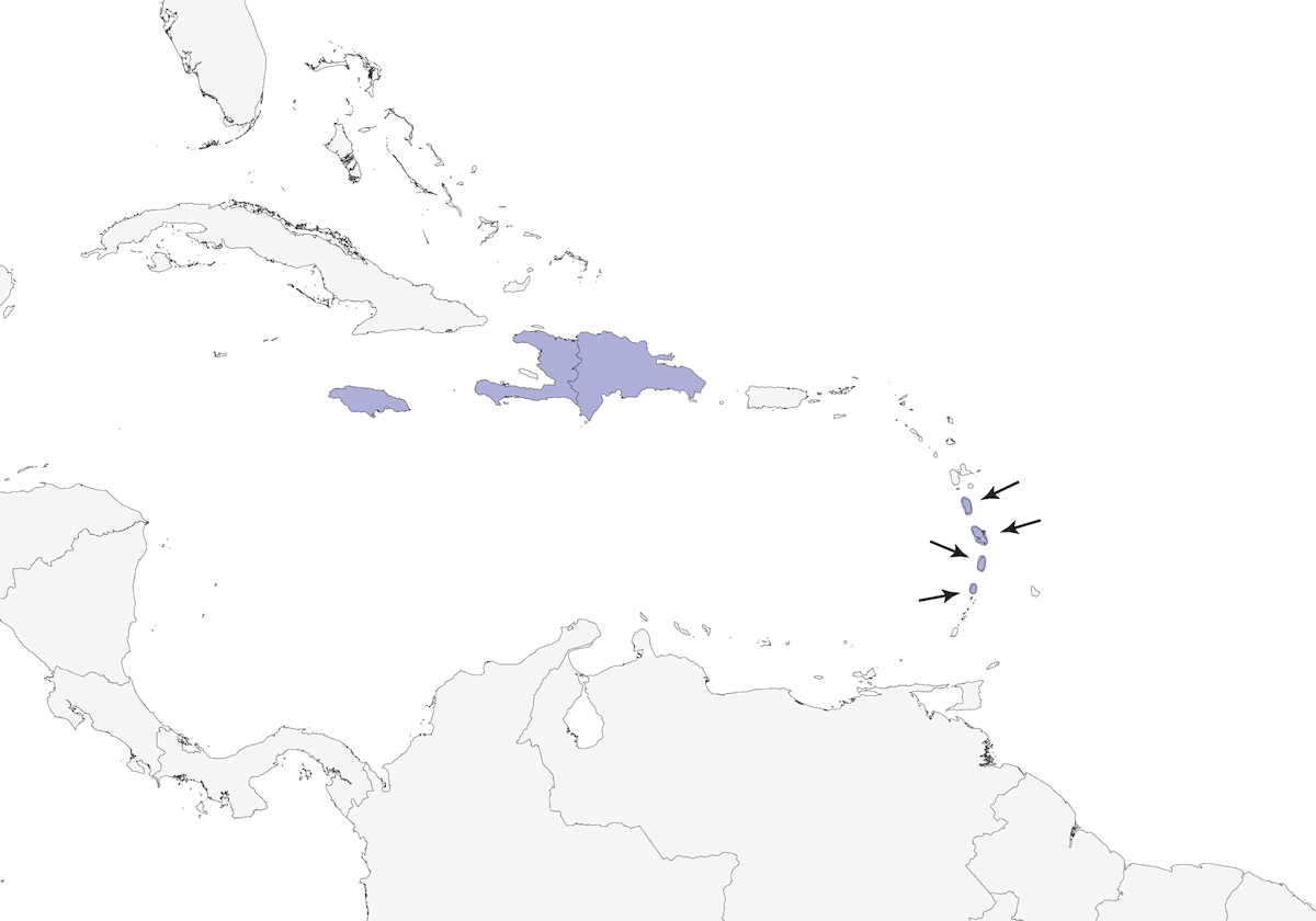 Solitario Gargantirrufo, Distribución 1