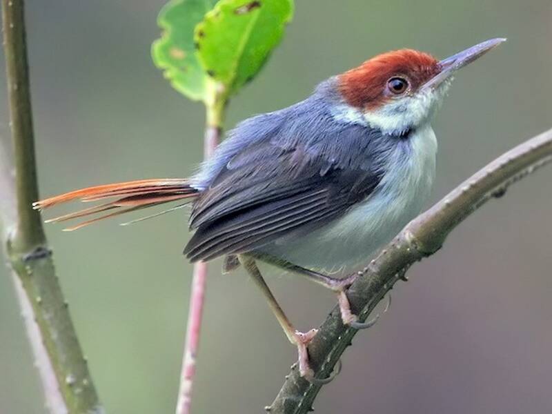 Rufous-tailed Tailorbird, Photos 4