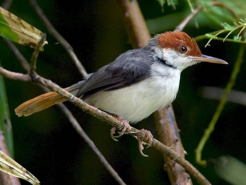 Rufous-tailed Tailorbird, Photos 2