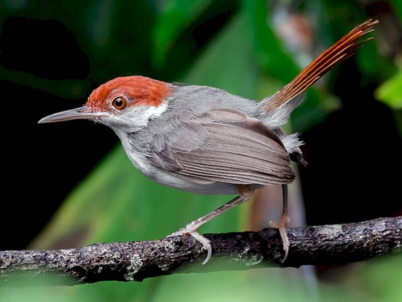 Rufous-tailed Tailorbird, Photos 3