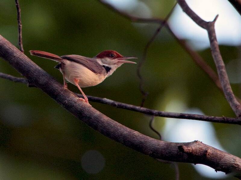 Rufous-tailed Tailorbird