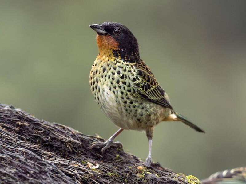 Rufous-throated Tanager, Photos 2