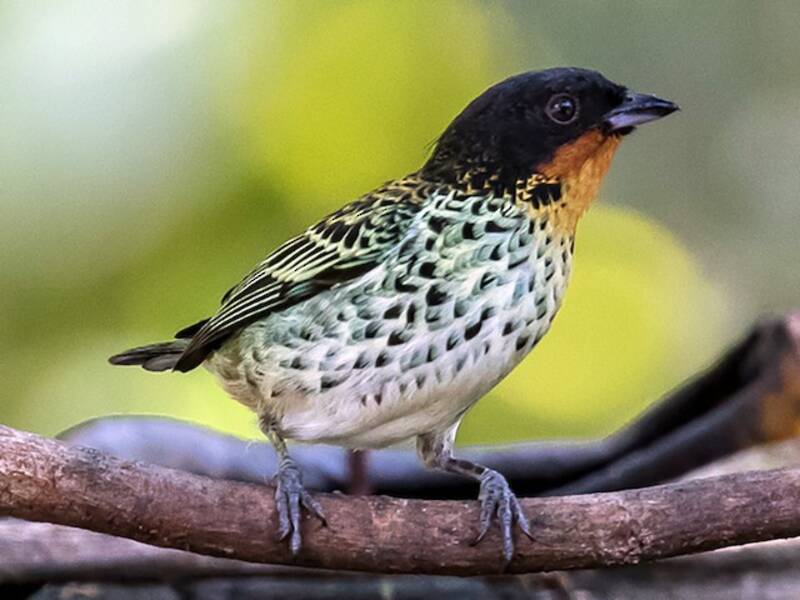 Rufous-throated Tanager, Photos 3