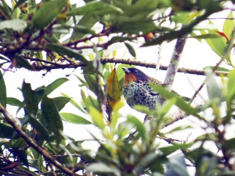 Rufous-throated Tanager, Photos 4