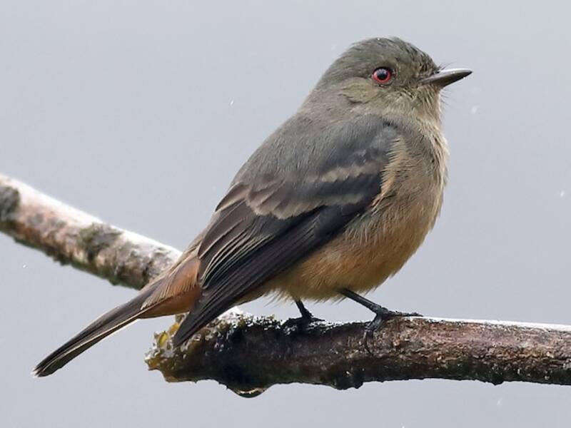 Rufous-tailed Tyrant, 照片 2