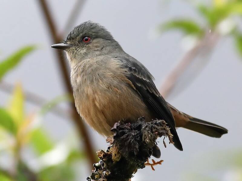 Rufous-tailed Tyrant, 照片 3