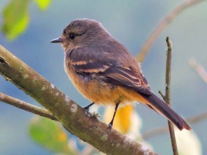 Rufous-tailed Tyrant, 照片 4