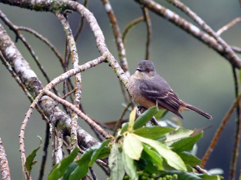 Rufous-tailed Tyrant