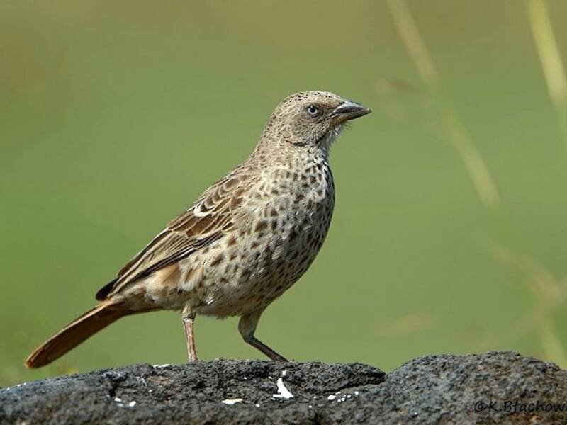 Rufous-tailed Weaver, 照片 2
