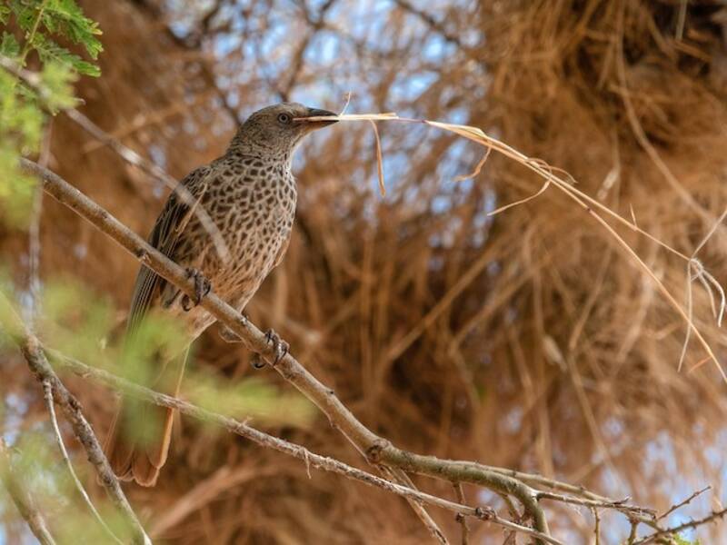Rufous-tailed Weaver, 照片 3