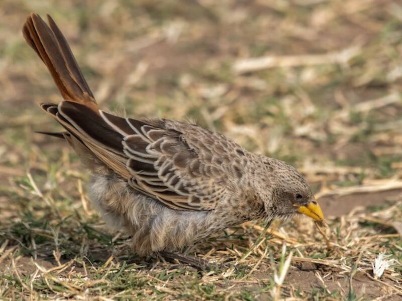 Rufous-tailed Weaver, 照片 4