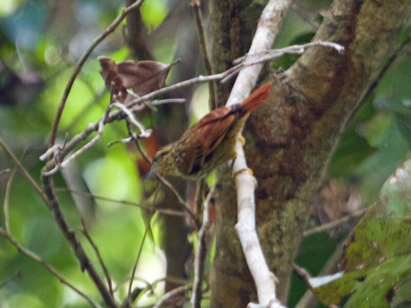 Rufous-tailed Xenops, 照片 2