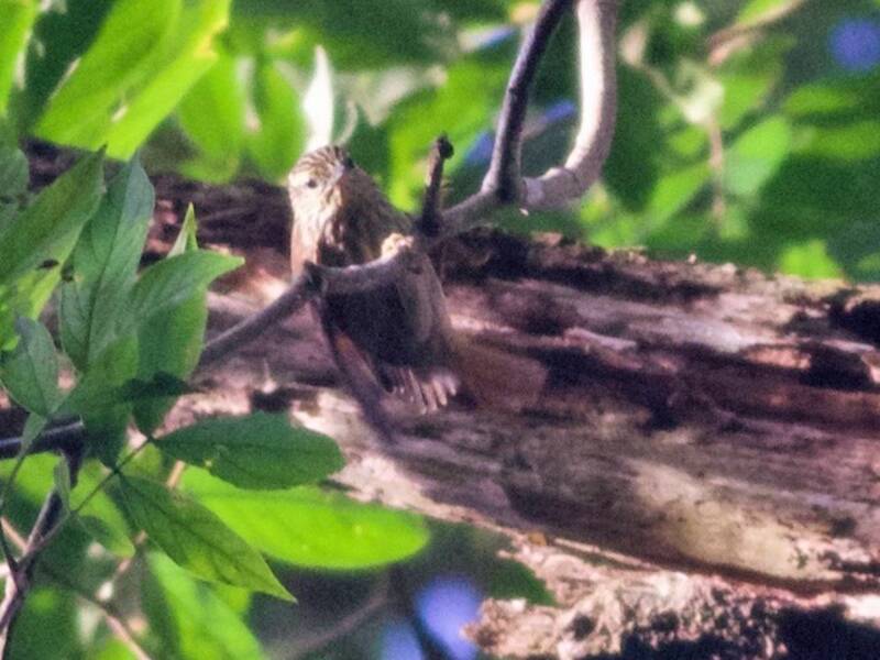 Rufous-tailed Xenops, 照片 3