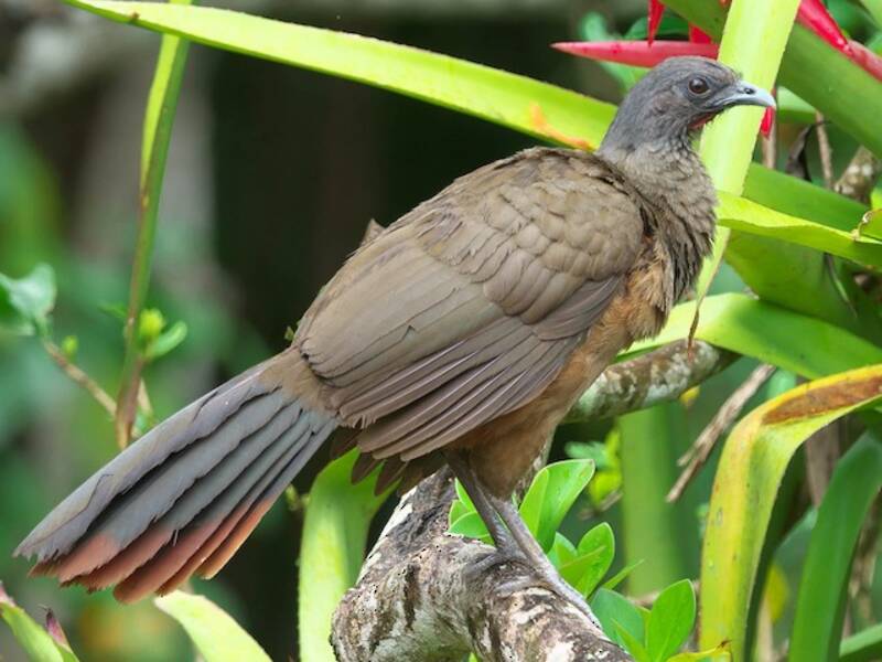 Chachalaca Ventrirrufa, Fotos 2