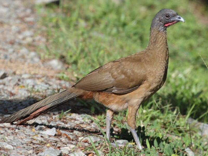 Chachalaca Ventrirrufa