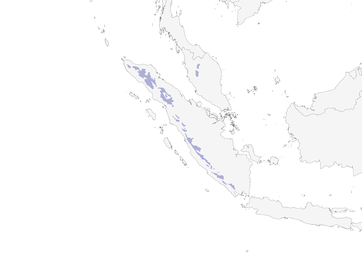 Niltava à ventre roux, Distribution 1