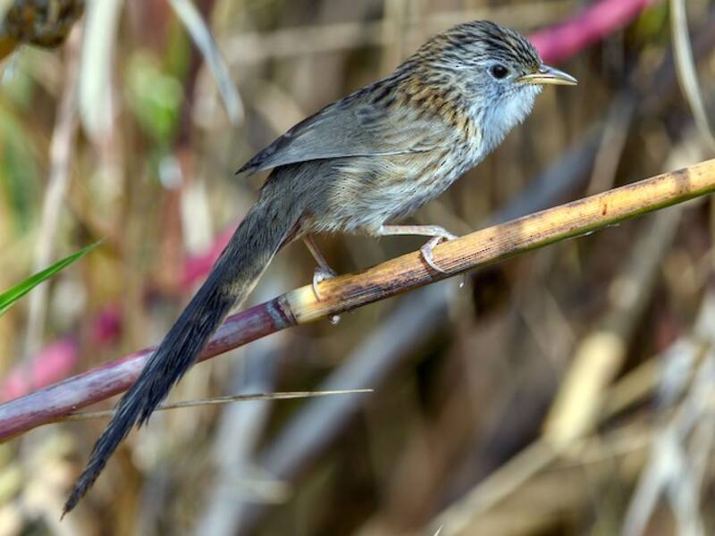 Rufous-vented Grass Babbler