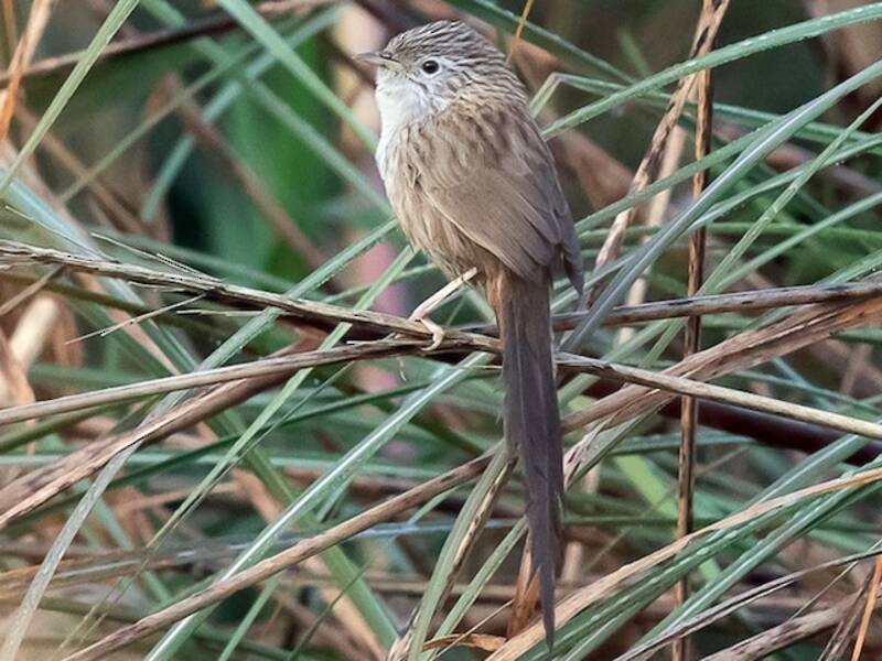 Rufous-vented Grass Babbler, Photos 3