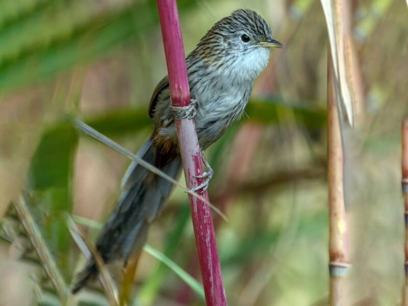 Rufous-vented Grass Babbler, Photos 2