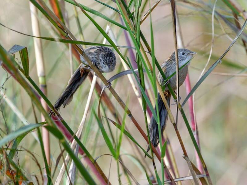 Rufous-vented Grass Babbler, Photos 4