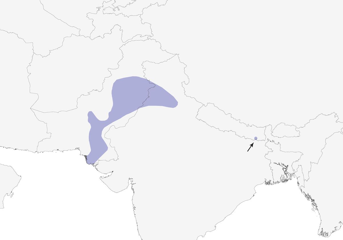 Rufous-vented Grass Babbler, Distribution 1