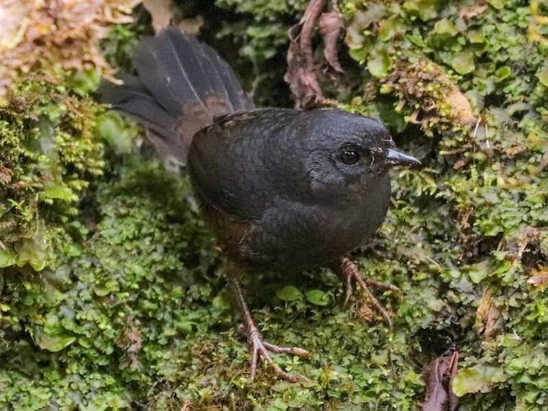 Rotsteiß-Tapaculo