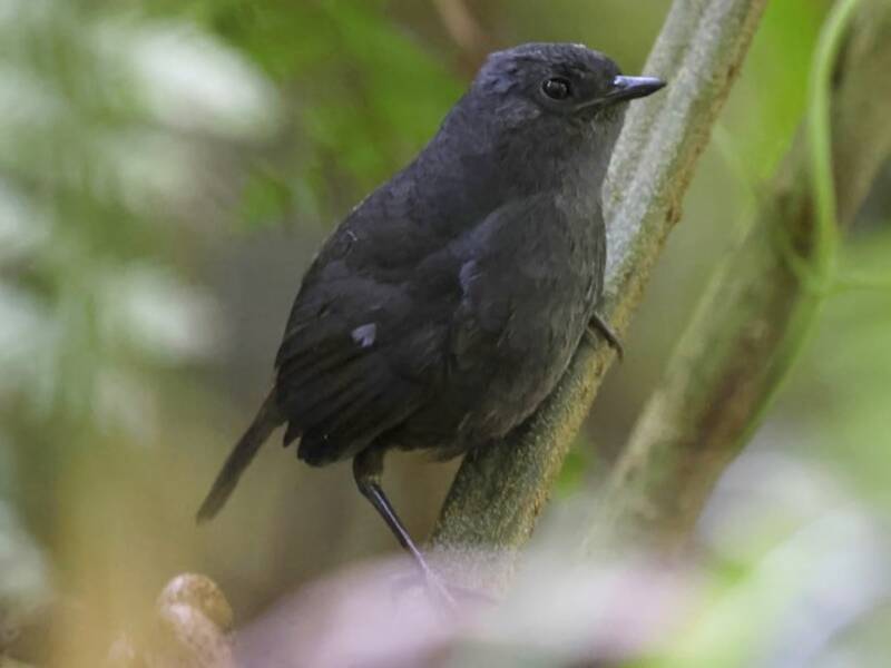 Rotsteiß-Tapaculo, Fotos 2