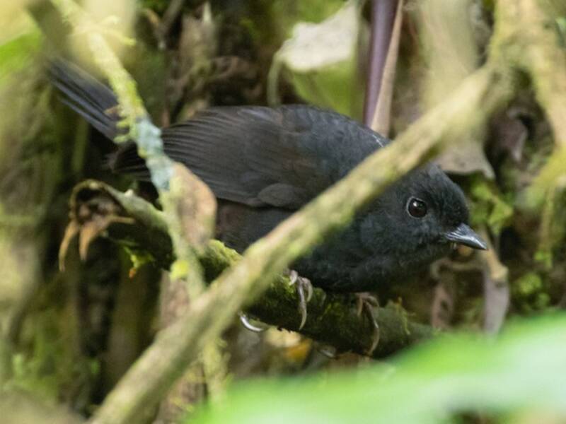 Rotsteiß-Tapaculo, Fotos 3