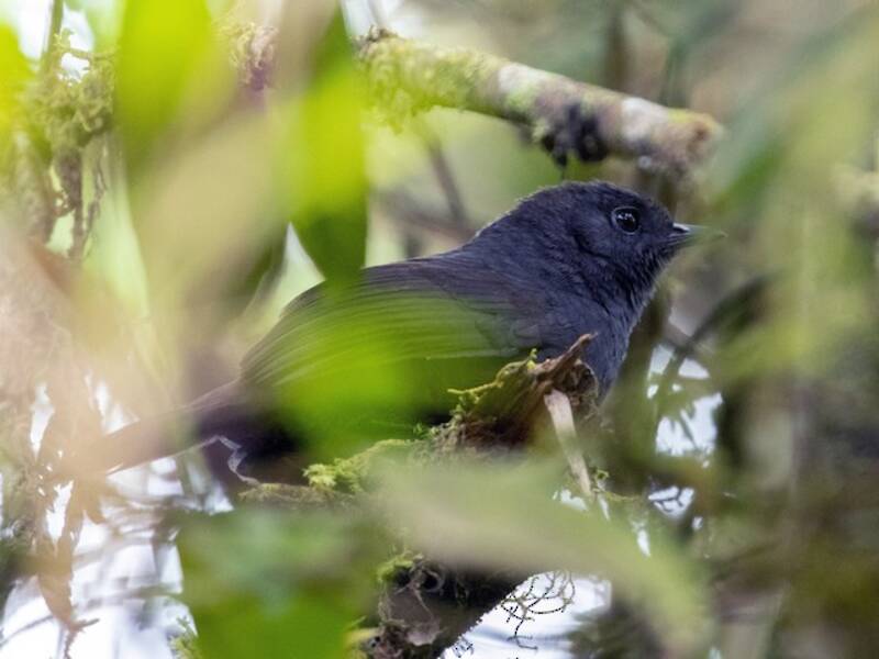 Rotsteiß-Tapaculo, Fotos 4