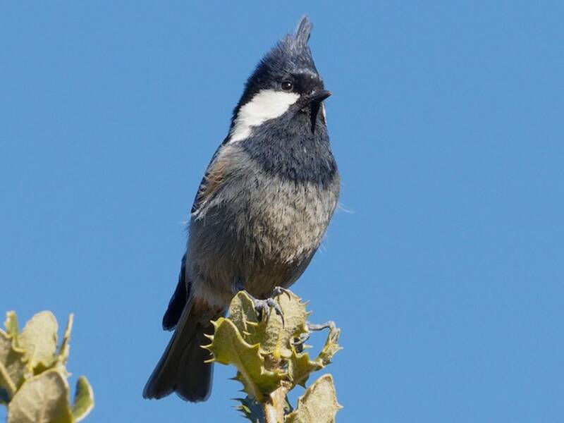 Rufous-vented Tit, Photos 4