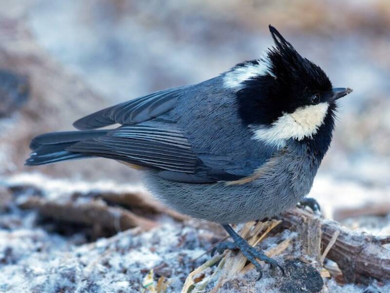 Rufous-vented Tit, Photos 3