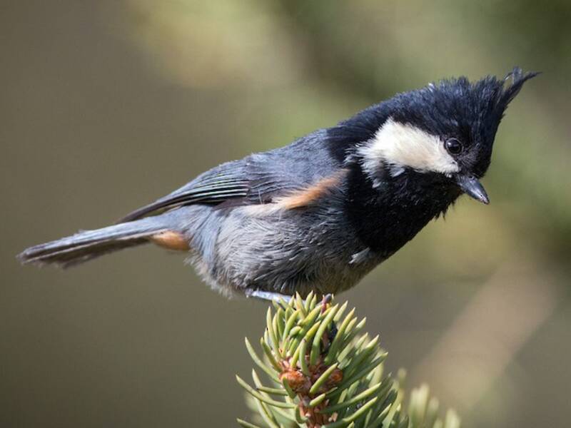 Rufous-vented Tit, Photos 2