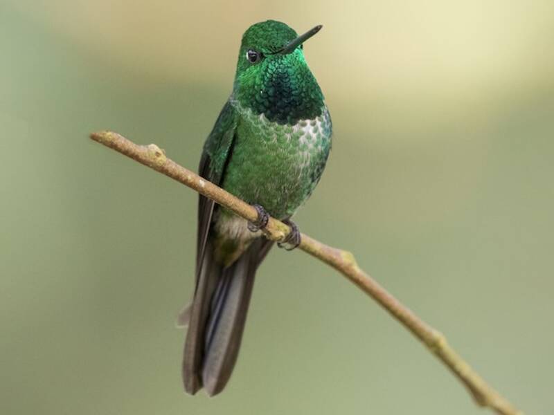 Rotsteiß-Spitzenkolibri, Fotos 3