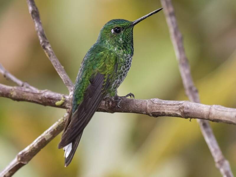 Rotsteiß-Spitzenkolibri