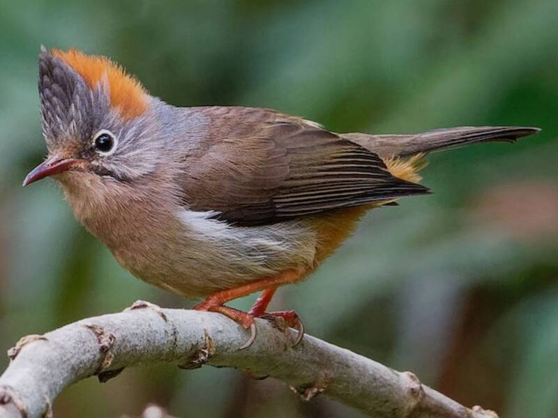Yuhina de Vientre Rufo, Fotos 4