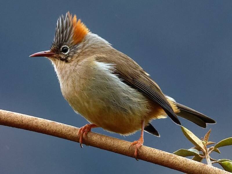 Yuhina de Vientre Rufo, Fotos 3