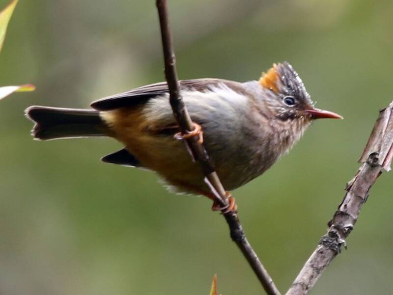 Yuhina de Vientre Rufo, Fotos 2