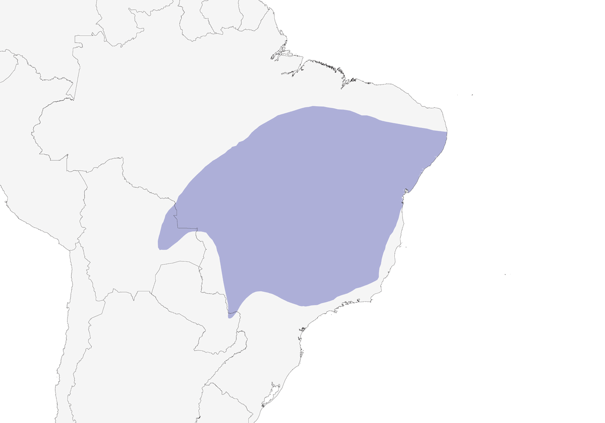 Averla formichiera alirugginose, Distribuzione 1