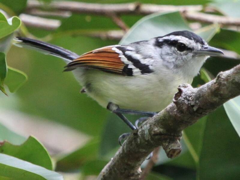 Rusty-winged Antwren, Photos 3