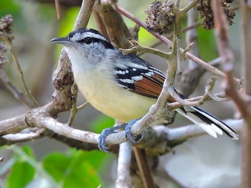 Rusty-winged Antwren, Photos 2