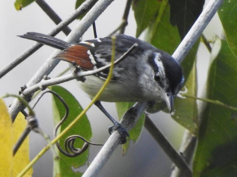 Rusty-winged Antwren (Herpsilochmus frater)