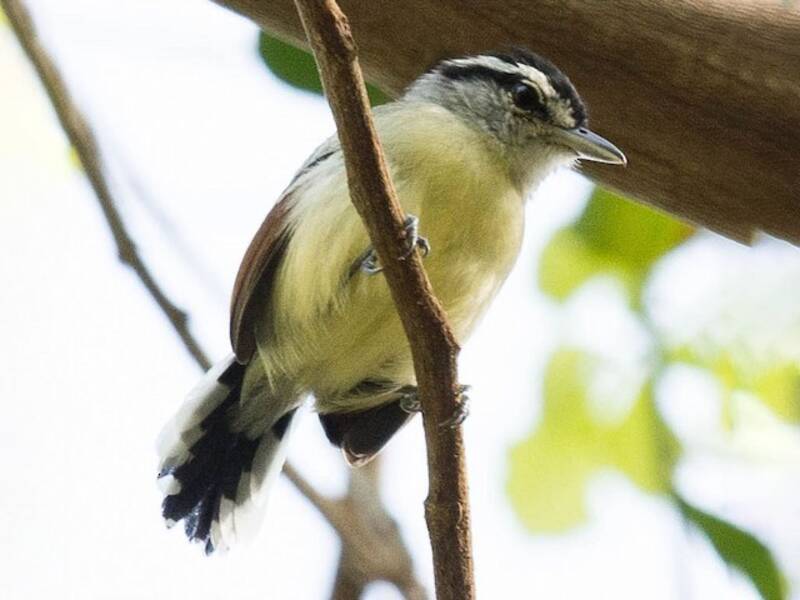 Rusty-winged Antwren, Photos 4