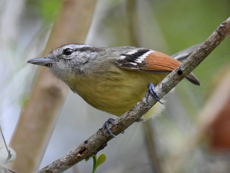 Rufous-margined Antwren, Photos 3