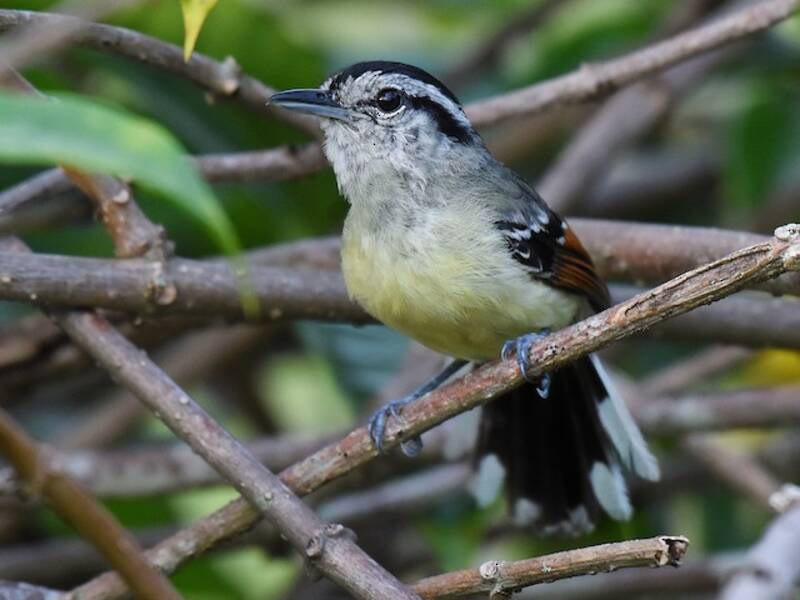 Rufous-margined Antwren, Photos 2