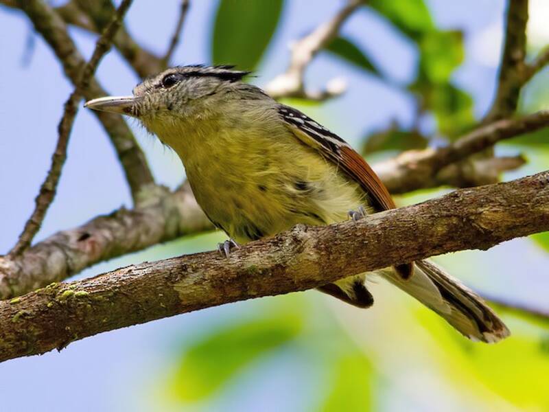 Rufous-margined Antwren